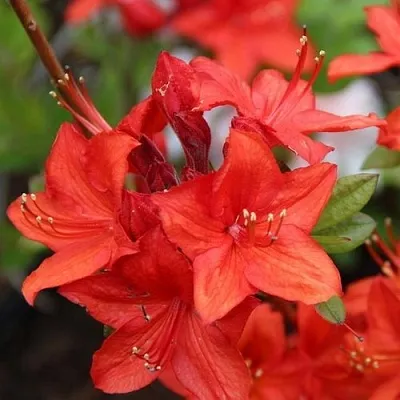 Азалия ПАРКФАЕР листопадная  Азалия ПАРКФАЕР листопадная в Перми