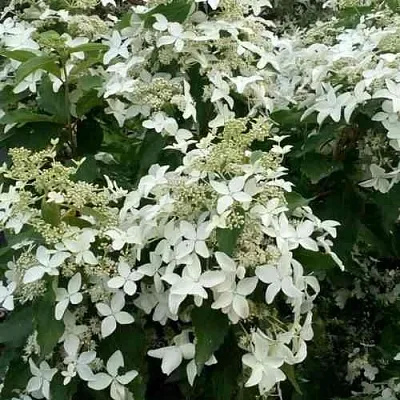 Гортензия МЭДЖИКАЛ СТАРЛАЙТ метельчатая  Гортензия МЭДЖИКАЛ СТАРЛАЙТ метельчатая в Перми