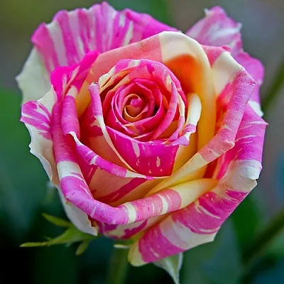 Саженцы роз ФИЕСТА чайно-гибридная  Саженцы роз ФИЕСТА чайно-гибридная в Перми