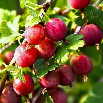 Крыжовник САДКО  Крыжовник САДКО в Перми