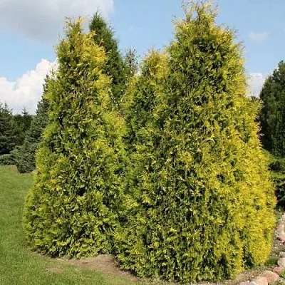 Туя АУРЕОСПИКАТА западная  Туя АУРЕОСПИКАТА западная в Перми