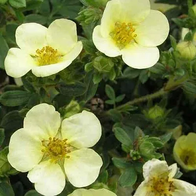 Лапчатка ЭЛИЗАБЕТ кустарниковая  Лапчатка ЭЛИЗАБЕТ кустарниковая в Перми