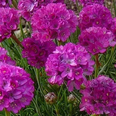 Армерия МОНИНГ СТАР ДИП РОУЗ в Перми