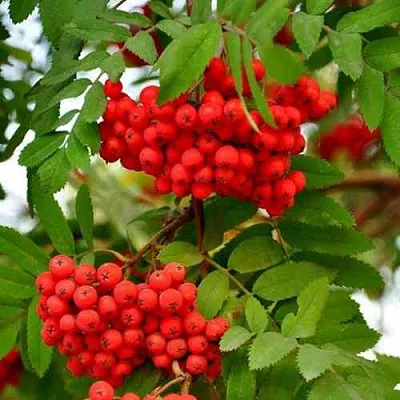 Рябина ОБЫКНОВЕННАЯ  Рябина ОБЫКНОВЕННАЯ в Перми