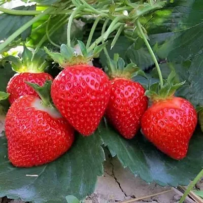 Клубника ТЕА  Клубника ТЕА в Перми