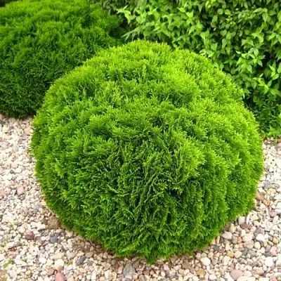 Туя ДАНИКА западная  Туя ДАНИКА западная в Перми