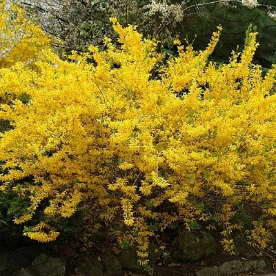 Форзиция ГОЛДЗАУБЕР средняя в Перми