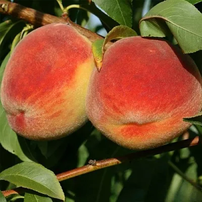 Персик МАРИЯ  Персик МАРИЯ в Перми