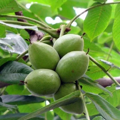 Орех маньчжурский МИЧУРИНЕЦ в Перми