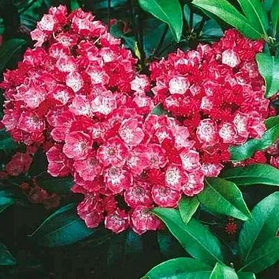 Кальмия КАРДИНАЛ  Кальмия КАРДИНАЛ в Перми