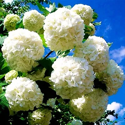 Калина БУЛЬДЕНЕЖ  Калина БУЛЬДЕНЕЖ в Перми