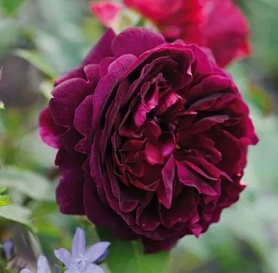 Саженцы роз МАНСТЕД ВУД английская  Саженцы роз МАНСТЕД ВУД английская в Перми