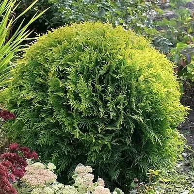 Туя ЕЛЛОУ ГЛОБ западная  Туя ЕЛЛОУ ГЛОБ западная в Перми