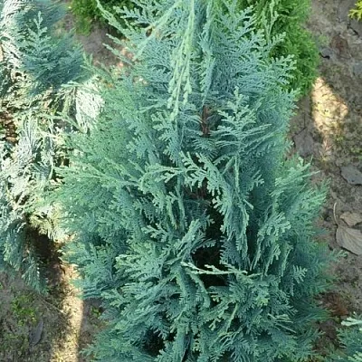 Кипарисовик КОЛУМНАРИС лавсона  Кипарисовик КОЛУМНАРИС лавсона в Перми