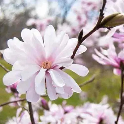 Магнолия РОЗЕЯ  Магнолия РОЗЕЯ в Перми