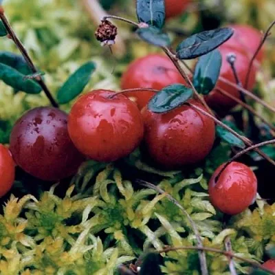 Клюква МАК ФАРЛИН  Клюква МАК ФАРЛИН в Перми