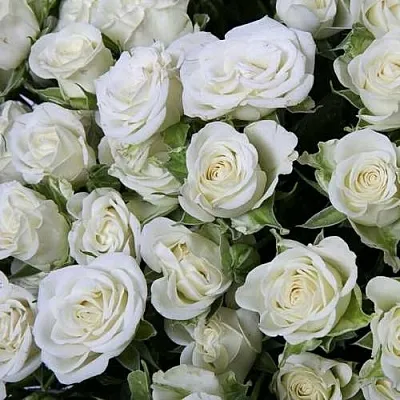 Саженцы роз СНОУФЛЕЙК спрей  Саженцы роз СНОУФЛЕЙК спрей в Перми