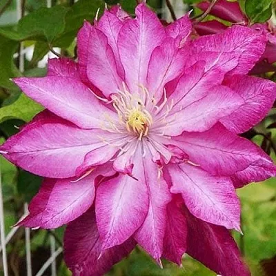 Клематис КАЕН  Клематис КАЕН в Перми