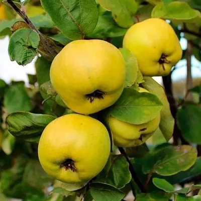 Айва ЯБЛОКОВИДНАЯ в Перми