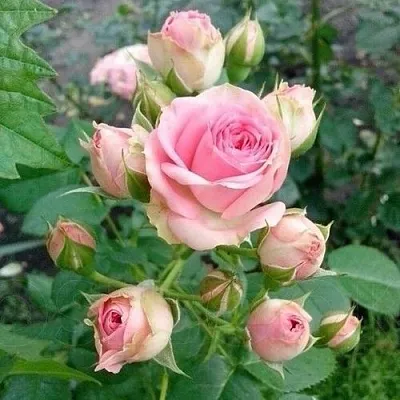 Саженцы роз МИМИ ЭДЕН спрей  Саженцы роз МИМИ ЭДЕН спрей в Перми