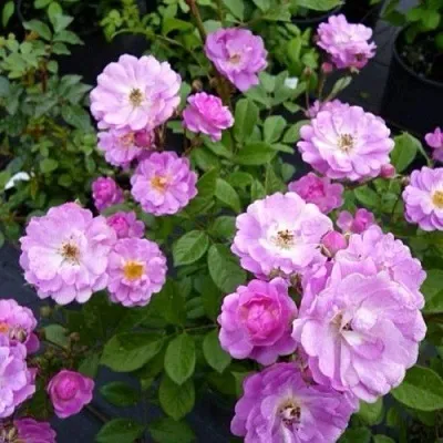 Саженцы роз РАЙМОНД ПРИВАТ полиантовая  Саженцы роз РАЙМОНД ПРИВАТ полиантовая в Перми