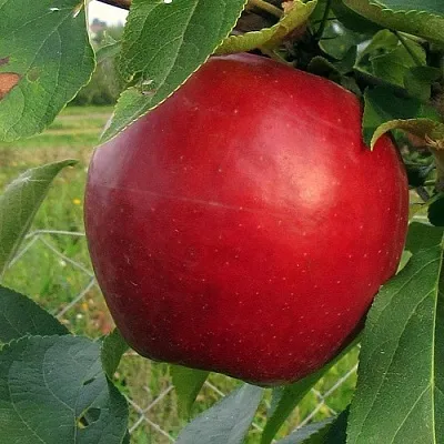 Яблоня РЕДФРИ  Яблоня РЕДФРИ в Перми