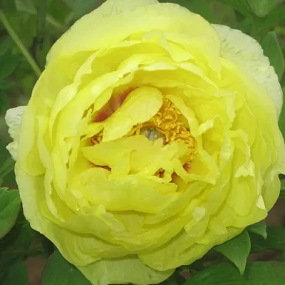 Пион ЗОЛОТО ПОДНЕБЕСНОЙ древовидный  Пион ЗОЛОТО ПОДНЕБЕСНОЙ древовидный в Перми