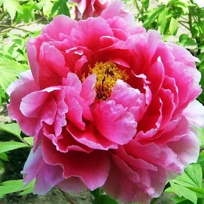 Пион ВОСХОД СОЛНЦА древовидный  Пион ВОСХОД СОЛНЦА древовидный в Перми