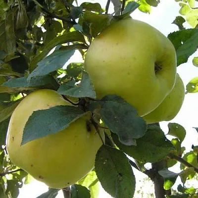 Яблоня АНТОНОВКА ОБЫКНОВЕННАЯ  Яблоня Антоновка Обыкновенная в Перми