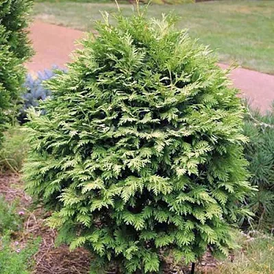 Туя ВАРЕАНА ЛЮТЕСЦЕНС западная  Туя ВАРЕАНА ЛЮТЕСЦЕНС западная в Перми