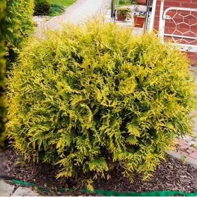 Туя КОЛЛЕРС ГОЛД складчатая в Перми