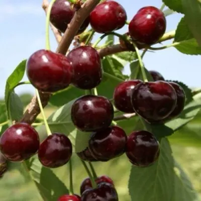 Вишня ГРИОТ БЕЛОРУССКИЙ — описание сорта Вишня ГРИОТ БЕЛОРУССКИЙ в Перми