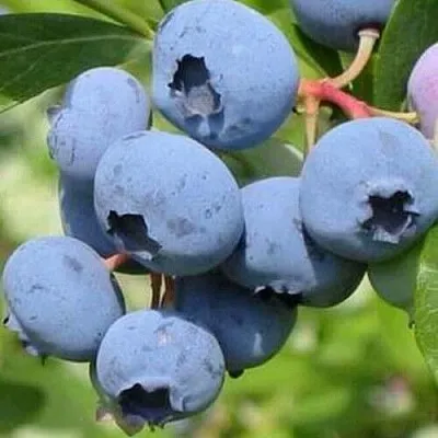 Голубика ДАРРОУ в Перми