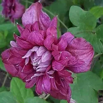 Клематис ПУРПУРЕА ПЛЕНА ЭЛЕГАНС в Перми