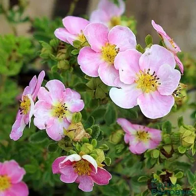 Лапчатка НЬЮ ДАУН кустарниковая  Лапчатка НЬЮ ДАУН кустарниковая в Перми