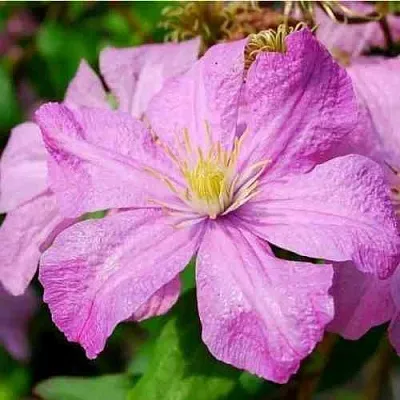 Клематис КОМТЕСС ДЕ БУШО в Перми