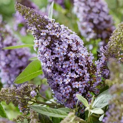 Буддлея давида БАТТЕРФЛЯЙ КАНДИ ЛИЛА СВИТХАРТ  Буддлея давида БАТТЕРФЛЯЙ КАНДИ ЛИЛА СВИТХАРТ в Перми