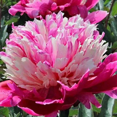 Пион ДЕЙДРИМ травянистый  Пион ДЕЙДРИМ травянистый в Перми