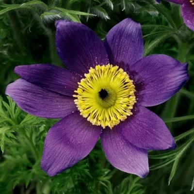 Прострел ПИНВИЛ БЛЮ ШЕЙДЕС в Перми