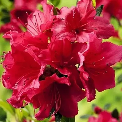 Азалия АРАБЕСК японская  Азалия АРАБЕСК японская в Перми