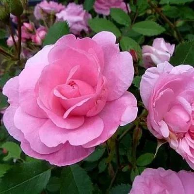 Саженцы роз ДЖОН ДЭВИС плетистая в Перми