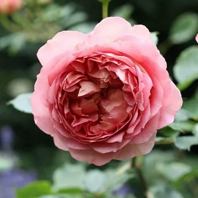 Саженцы роз РИДЖЕНТС ПАРК чайно-гибридная  Саженцы роз РИДЖЕНТС ПАРК чайно-гибридная в Перми