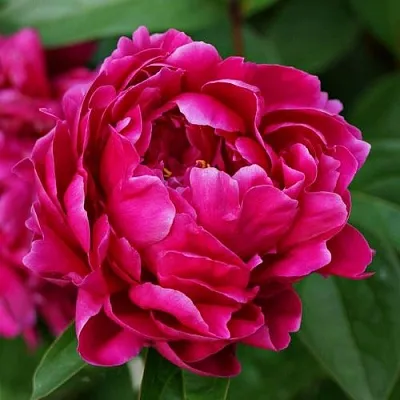 Пион ЛУИ ВАН-ГУТТ травянистый  Пион ЛУИ ВАН-ГУТТ травянистый в Перми