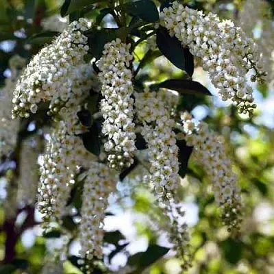 Черемуха виргинская ШУБЕРТ  Черемуха виргинская ШУБЕРТ в Перми