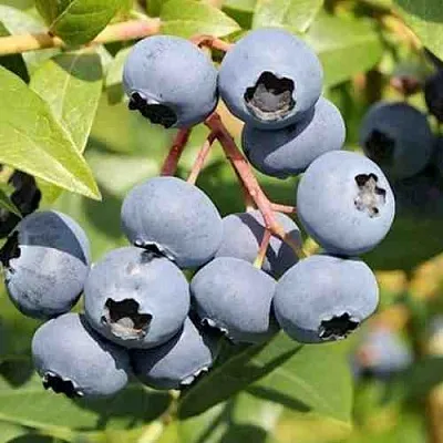 Голубика КРОЭТЭН в Перми