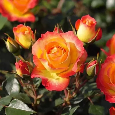 Саженцы роз ТАЙФУН спрей  Саженцы роз ТАЙФУН спрей в Перми