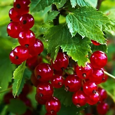 Смородина красная РОЛАН  Смородина красная РОЛАН в Перми