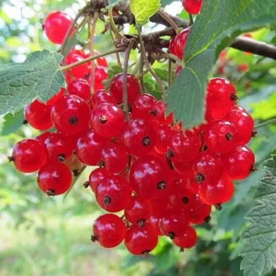 Смородина красная КРАСНАЯ АНДРЕЙЧЕНКО  Смородина красная КРАСНАЯ АНДРЕЙЧЕНКО в Перми