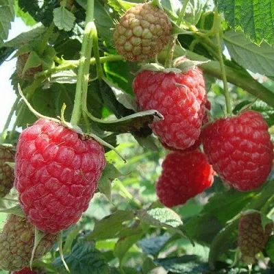 Малина КОЛОКОЛЬЧИК  Малина КОЛОКОЛЬЧИК в Перми