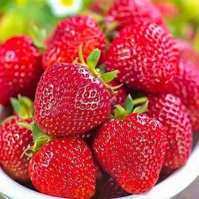 Клубника СИЛЬВИЯ  Клубника СИЛЬВИЯ в Перми